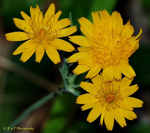 {Krigia biflora}